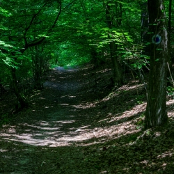 Pădurea Crăiasca