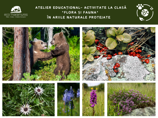 Flora și Fauna